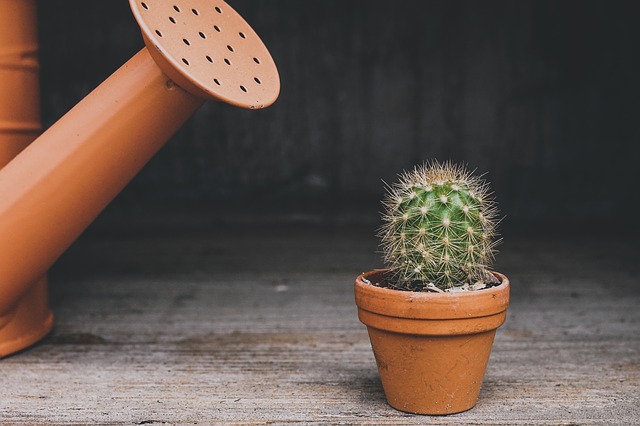 sé un cactus - made in martinez